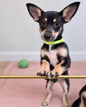 Sarah -  Rat Terrier Dog for Adoption in Walker, Louisiana - Sarah | PetCurious