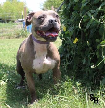 Rescue Pit Bull Terrier Dogs for Adoption in Kemp, Texas - Blue | PetCurious