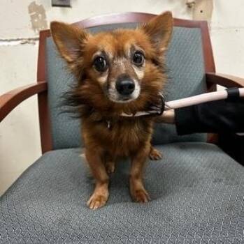 JoJo -  Chihuahua Dog for Adoption in Philadelphia, Pennsylvania - JoJo | PetCurious