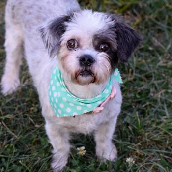 Rescue Shih Tzu and Terrier Dogs for Adoption in Indianapolis, Indiana - Crouton | PetCurious