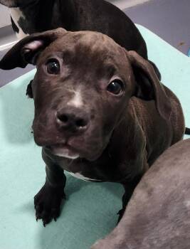 Pit Bull Terrier Dogs Available for Adoption - Peak | PetCurious