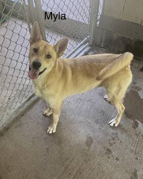 Myla -  German Shepherd Dog and Labrador Retriever Dog for Adoption in Ulster, Pennsylvania - Myla | PetCurious