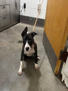 EVA -  Pit Bull Terrier Dog for Adoption - EVA | PetCurious