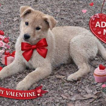 Shiba Inu Dogs Available for Adoption - Celyn | PetCurious