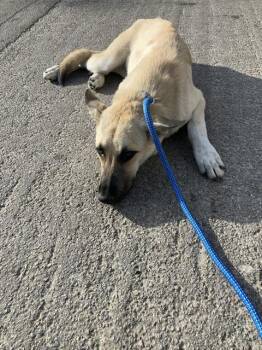 SHAY -  Mixed Breed Dog for Adoption in Dallas, Texas - SHAY | PetCurious