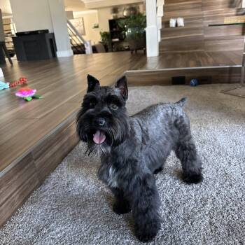 Rocco -  Miniature Schnauzer Dog for Adoption in Las Vegas, Nevada - Rocco | PetCurious