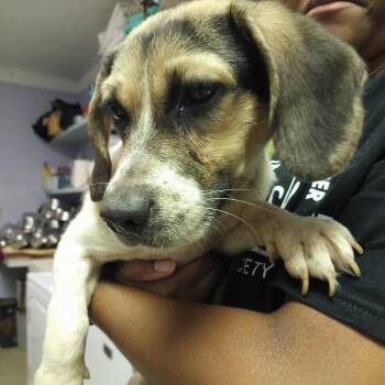 Bianca -  Beagle and Mixed Breed Dog for Adoption in Valley, Alabama - Bianca | PetCurious