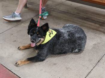 Boogie -  Australian Shepherd and Australian Cattle Dog Blue Heeler Dog for Adoption in Pflugerville, Texas - Boogie | PetCurious