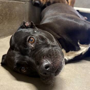 Quarter -  Pit Bull Terrier Dog for Adoption in Yuma, Arizona - Quarter | PetCurious