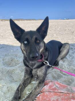 German Shepherd Dog and Husky Dogs Available for Adoption in Ayden, North Carolina - Goji | PetCurious