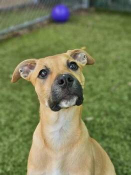 Nachos Bellgrande -  Mixed Breed Dog for Adoption in Savannah, Georgia - Nachos Bellgrande | PetCurious