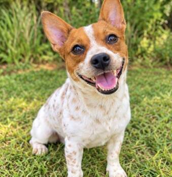 Pickle -  Australian Cattle Dog Blue Heeler and Chihuahua Dog for Adoption in Foley, Alabama - Pickle | PetCurious