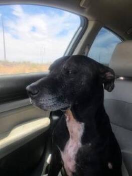 Loki -  Labrador Retriever and Shepherd Dog for Adoption in El Paso, Texas - Loki | PetCurious