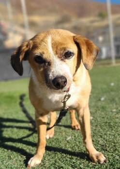 Rescue Mixed Breed Dogs for Adoption in Fruit Heights, Utah - Ruby | PetCurious