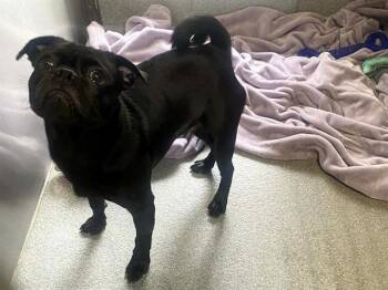 Pug Dogs Available for Adoption in Tustin, California - DARIAN | PetCurious