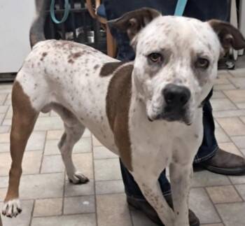 American Staffordshire Terrier Dogs Available for Adoption in Hollister, Missouri - Bravo | PetCurious