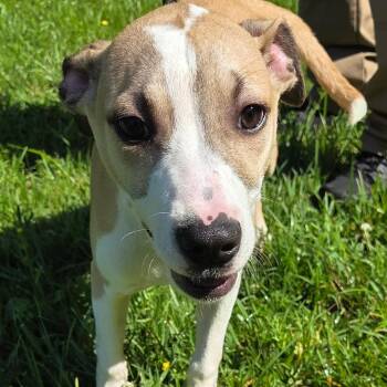 Loki -  Labrador Retriever and Pit Bull Terrier Dog for Adoption in Madisonville, Kentucky - Loki | PetCurious