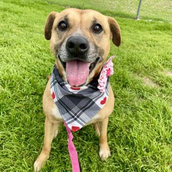 Rescue Black Mouth Cur and Mixed Breed Dogs for Adoption in Austin, Texas - Bree | PetCurious