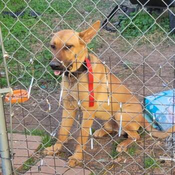 German Shepherd Dog and Mixed Breed Dogs Available for Adoption in Marshall, Texas - Red | PetCurious