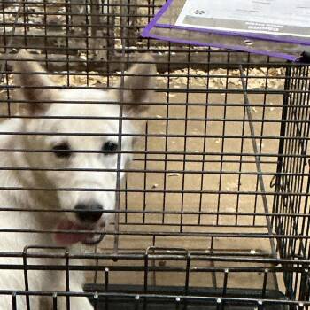 Kiss kiss -  Mixed Breed Dog for Adoption in Durant, Oklahoma - Kiss Kiss | PetCurious
