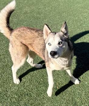 Siberian Husky Dogs Available for Adoption - DAKOTA | PetCurious