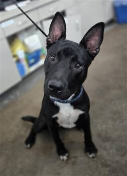 WALFORD -  Mixed Breed Dog for Adoption in Dallas, Texas - WALFORD | PetCurious