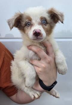 Brian -  Australian Shepherd Dog for Adoption in Malvern, Pennsylvania - Brian | PetCurious