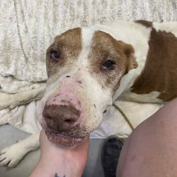 Rescue Mixed Breed Dogs for Adoption in Austin, Texas - Nilo | PetCurious