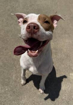 Nudge -  Pit Bull Terrier and Mixed Breed Dog for Adoption in Westland, Michigan - Nudge | PetCurious