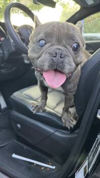 Rescue French Bulldog Dogs for Adoption in Ventura, California - Bleu | PetCurious