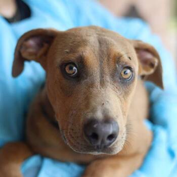 PRIVATE PETE -  Labrador Retriever Dog for Adoption in San Antonio, Texas - PRIVATE PETE | PetCurious