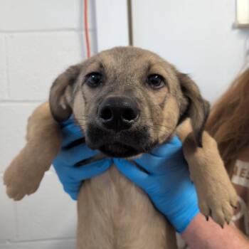 Bastion -  Mixed Breed Dog for Adoption in Walker, Michigan - Bastion | PetCurious