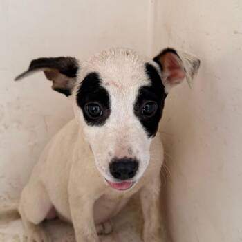 Irene -  Pit Bull Terrier Dog for Adoption in Birmingham, Alabama - Irene | PetCurious