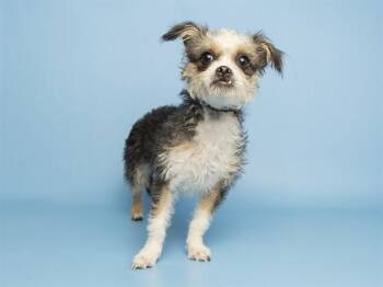 Shih Tzu and Mixed Breed Dogs Available for Adoption - MISO | PetCurious