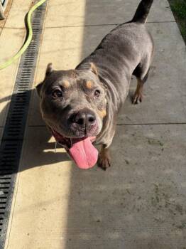Butter (Buttercup) -  Pit Bull Terrier Dog for Adoption in Tiffin, Ohio - Butter (Buttercup) | PetCurious