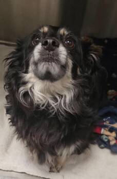 Linda -  Pekingese and Shih Tzu Dog for Adoption in Shawnee, Oklahoma - Linda | PetCurious