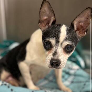 Briar -  Mixed Breed Dog for Adoption in Naperville, Illinois - Briar | PetCurious