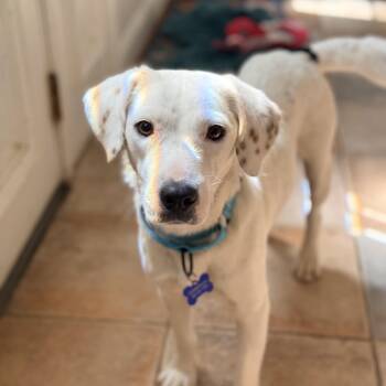 Beagle Dogs Available for Adoption - Lilly | PetCurious