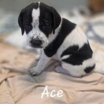 Cattle Dog Dogs Available for Adoption - Gibson Bama | PetCurious