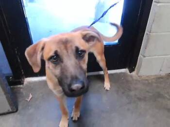 German Shepherd Dog and Mixed Breed Dogs Available for Adoption in Tulsa, Oklahoma - TAHOE | PetCurious