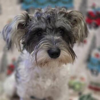 Belle Mae -  Yorkshire Terrier and Shih Tzu Dog for Adoption in Gulfport, Mississippi - Belle Mae | PetCurious