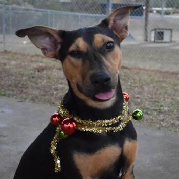 Rescue Mixed Breed Dogs for Adoption in Columbiana, Alabama - Turbo (was Audi) | PetCurious