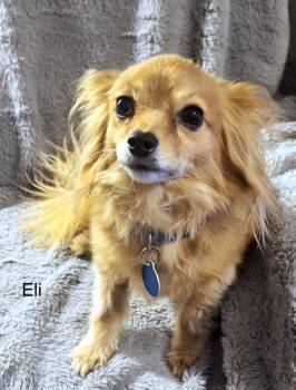 Rescue Chihuahua Dogs for Adoption in Colorado Springs, Colorado - Eli | PetCurious
