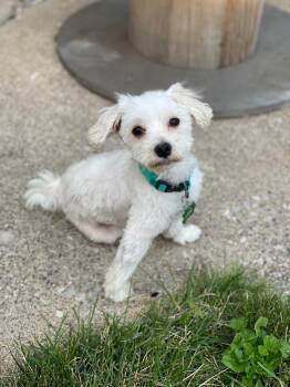 Alex -  Maltese Dog for Adoption in Valparaiso, Indiana - Alex | PetCurious