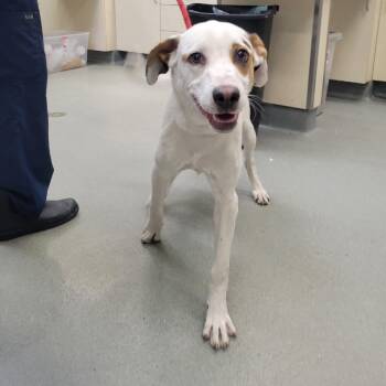Kiki -  Mixed Breed Dog for Adoption in Westminster, California - Kiki | PetCurious