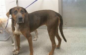 Rescue Labrador Retriever and Mixed Breed Dogs for Adoption in Pasadena, Texas - A179212 | PetCurious