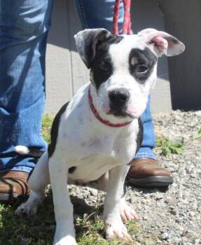 Pit Bull Terrier and Mixed Breed Dogs Available for Adoption in Vacaville, California - Donut | PetCurious