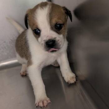 Shepherd Dogs Available for Adoption - Alfalfa | PetCurious