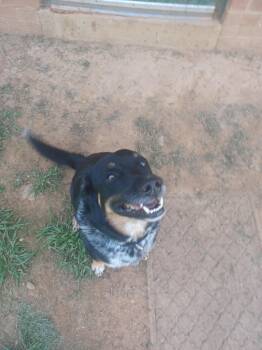 Rescue Australian Shepherd Dogs for Adoption in Berryville, Virginia - Oliver | PetCurious