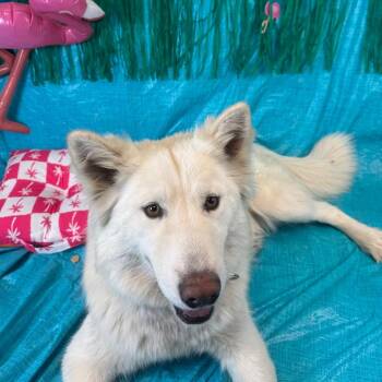 Coconut -  Husky Dog for Adoption in Fresno, California - Coconut | PetCurious